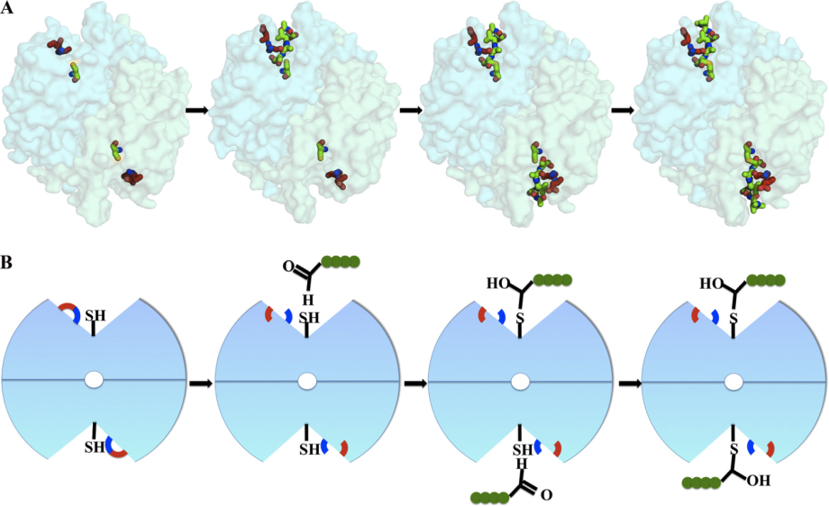 caspase-2