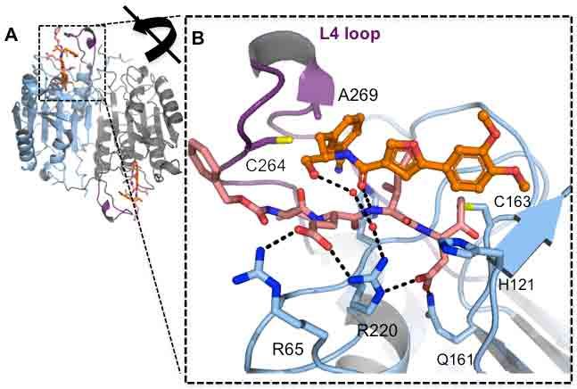 caspase-6