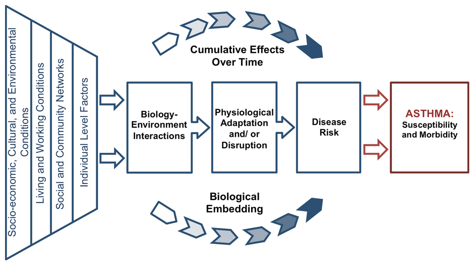 health model.