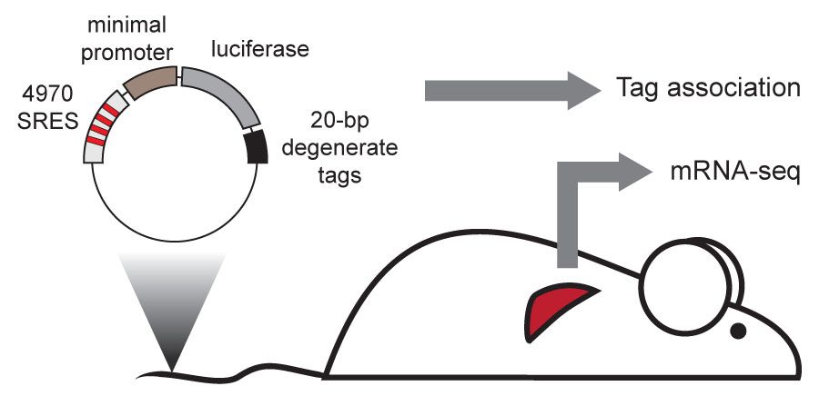 tail vein schematic