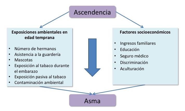 Factores considerados en los modelos para evaluar la asociación de la ascendencia con la susceptibilidad al asma.