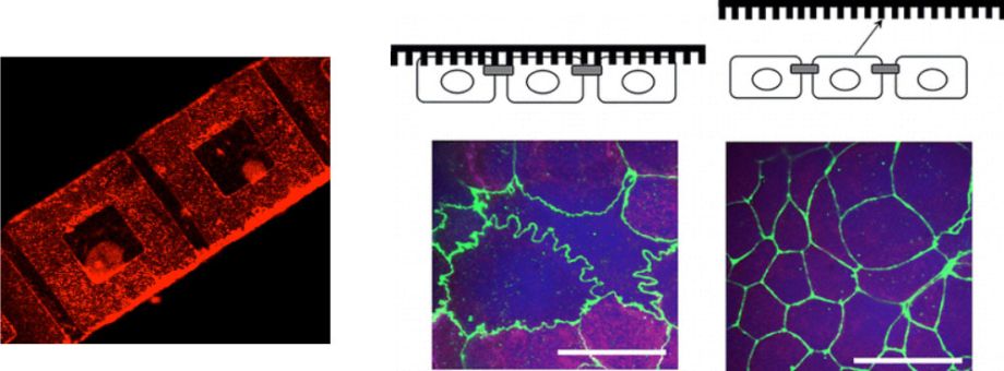 corneal tissue engineering diagram 2
