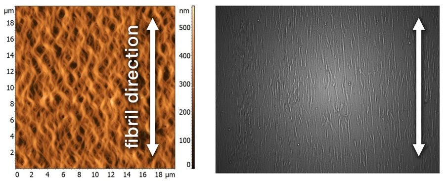 matrix nanotopography