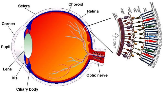 cross-section of an eyeball