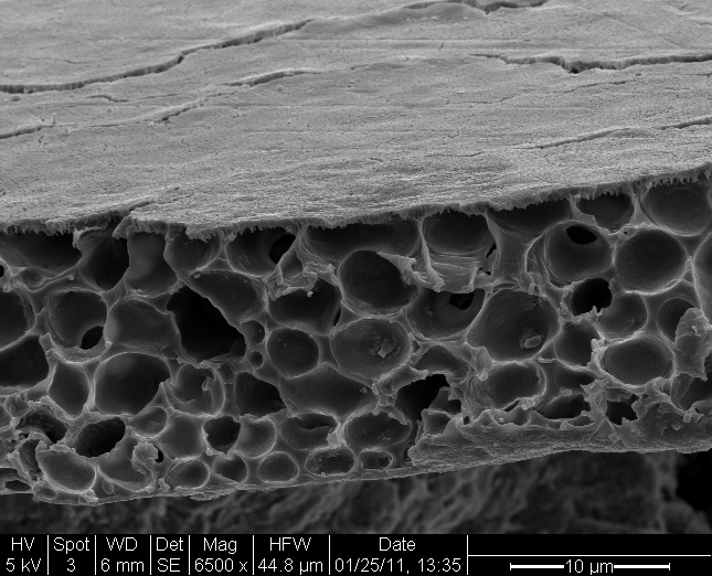 cross-section