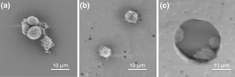 retinal progenitor cells