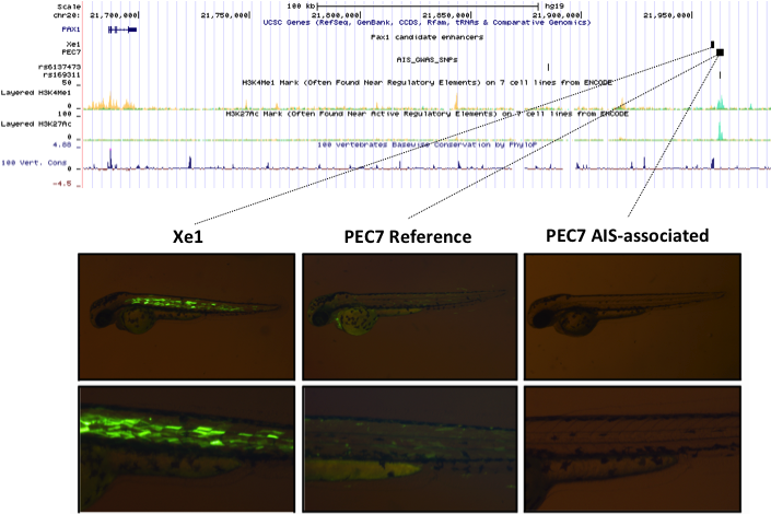 zebrafish and data charts