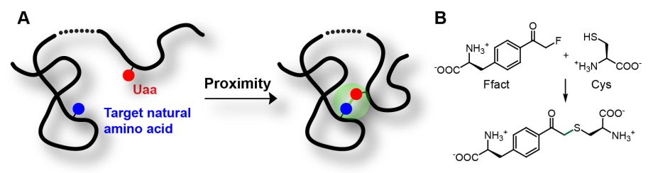 new covalent bonds