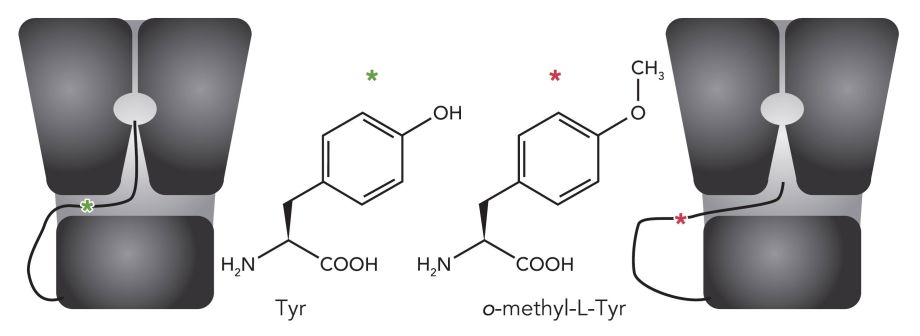Uaa O-methyl-L-tyrosine