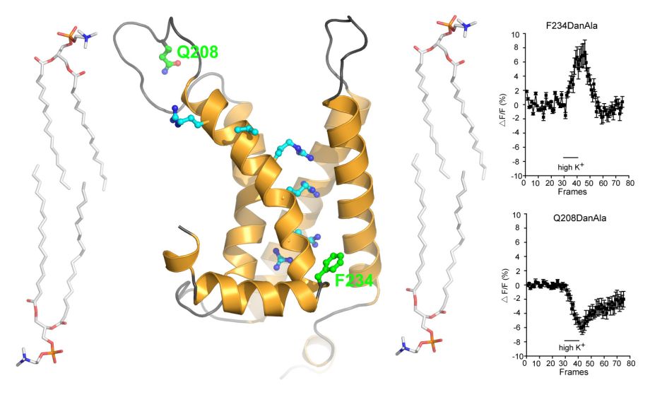 fluorescent unnatural amino acid