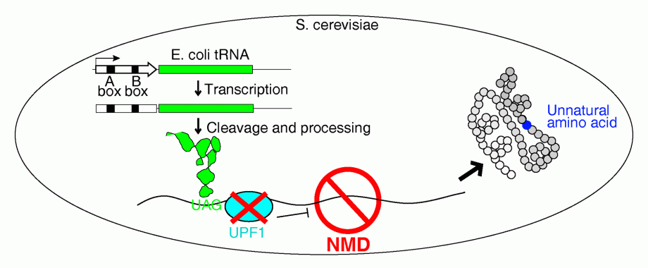 internal leader polymerase III promoter