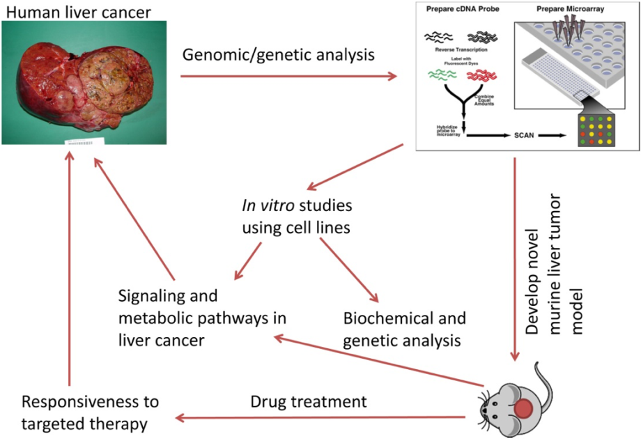 research diagram