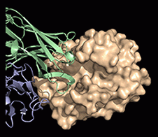Antibody-based tools for protein interactions