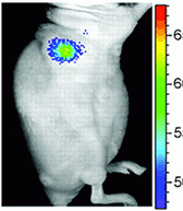 Imaging proteolysis in vivo