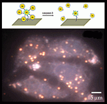 Real-time enzymology in cells