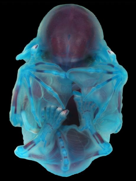 blue-stained bat embryo