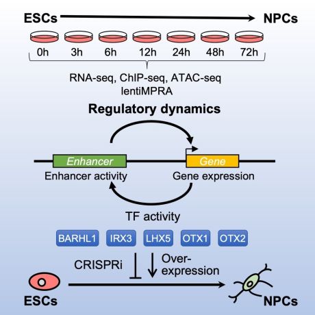 Regulatory dynamics diagram