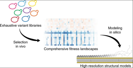 α-Synuclein in yeast.