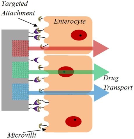 targeted attachment, enterocyte, microvilli, drug transport