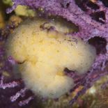 sea squirt.