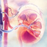 An illustration of the kidneys inside the body.