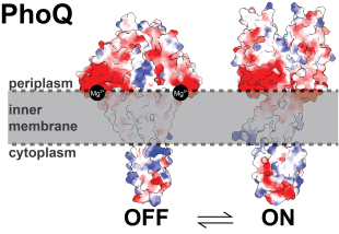 Bacterial signaling Figure