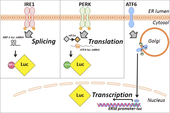 UPR diagram showing splicing, translation, and transcription