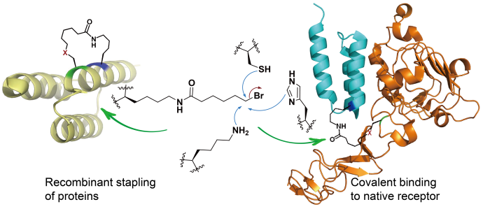 Targeting Phosphotyrosine in Native Proteins with Conditional, Bispecific  Antibody Traps