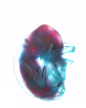 bat embryo